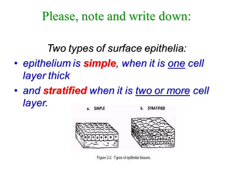 Please, note and write down:  Two types of surface epithelia: epithelium is simple,